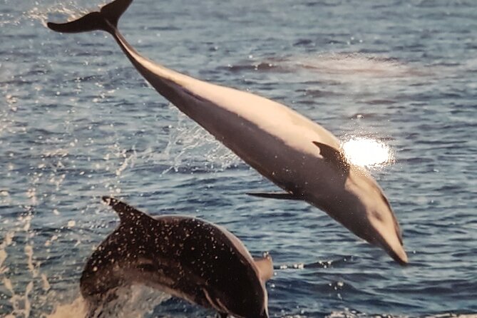 2 hour trip to see whales dolphins puerto colon adeje - Who will enjoy this trip most