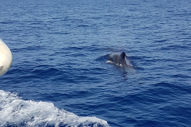 2 hour trip to see whales dolphins puerto colon adeje - Should you book the Puerto Colón whale trip?