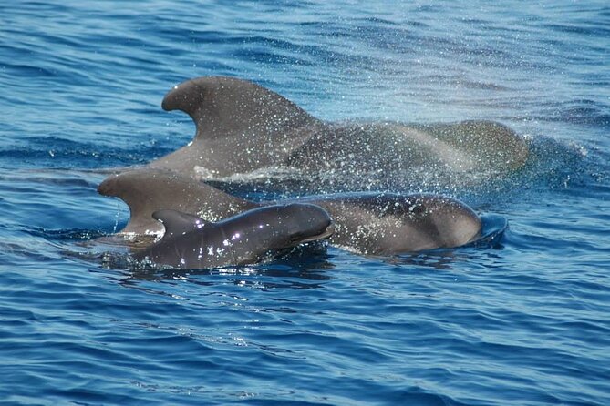2 hour trip to see whales dolphins puerto colon adeje - A small boat, with room for questions