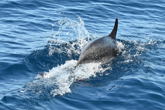 3-Hour Cetacean Watching and Snorkeling Tour in Tenerife - A sailboat beneath the Cliffs of Los Gigantes