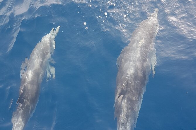 3-hour excursion to Puerto Colón Adeje to see whales - At a glance