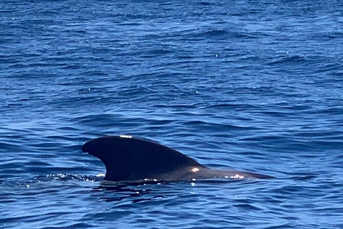 3-hour excursion to Puerto Colón Adeje to see whales - What the $51.66 price gets you