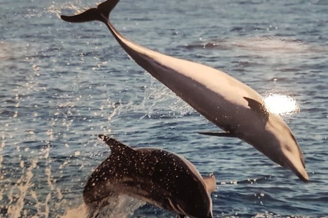 3-hour excursion to Puerto Colón Adeje to see whales - Timing, meeting point, and practical details