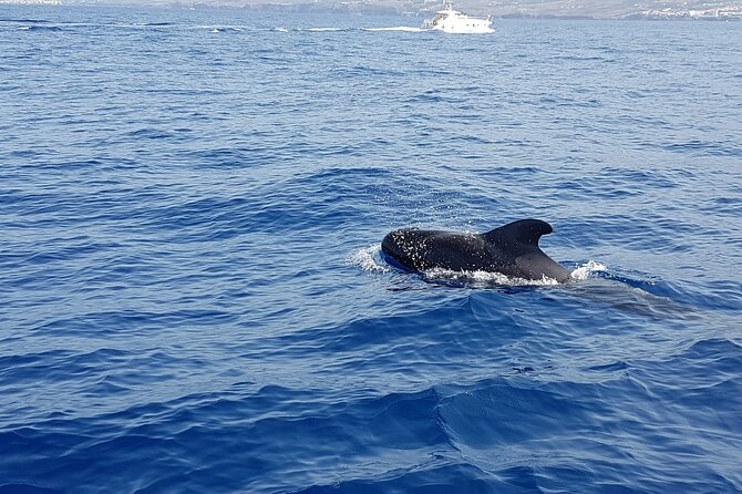 3-hour excursion to Puerto Colón Adeje to see whales - Who will enjoy this trip most