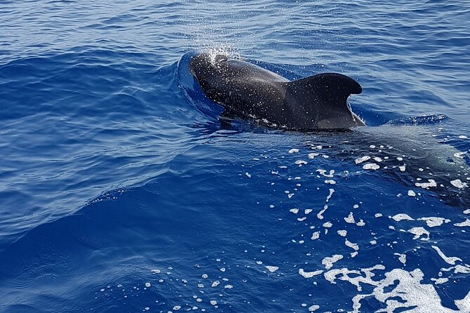 3-hour excursion to Puerto Colón Adeje to see whales - A cove stop for swimming and snorkeling