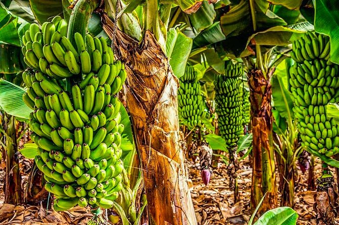 4 Hours Eco Safari Tour with Electric Car in Tenerife - Chío: local sauces, jams and a tasting