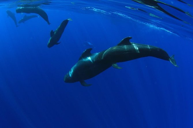 5 hr watching and listening whales and dolps. Visit Los Gigantes - Key points before you book