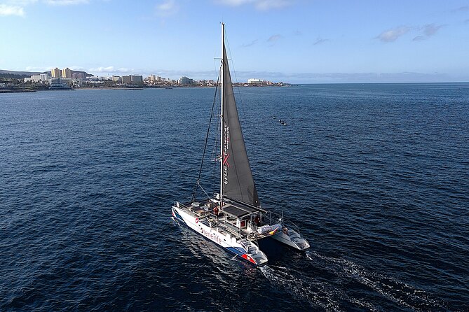 5 hr watching and listening whales and dolps. Visit Los Gigantes - Watching for whales and dolphins