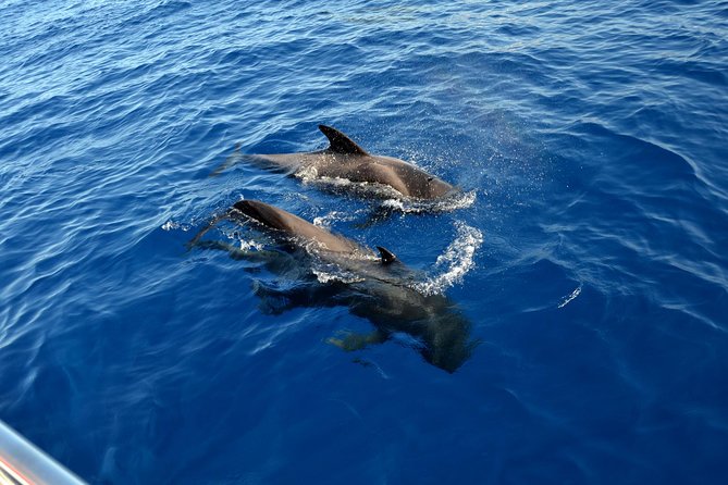 5 hr watching and listening whales and dolps. Visit Los Gigantes - What the $71.38 price covers