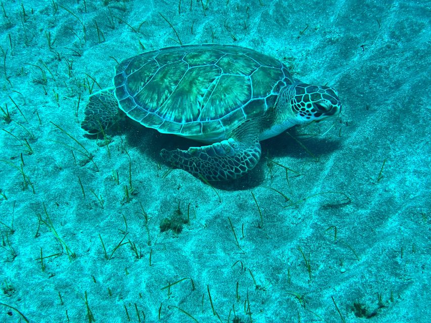 Abades: Guided Snorkeling Tour with Photos - The turtle question, answered honestly