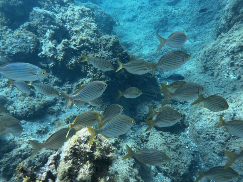 Abades: Guided Snorkeling Tour with Photos - A few practical details before you book