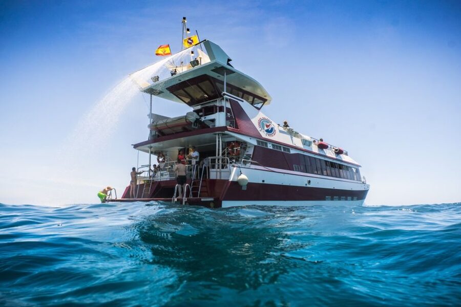 Adeje: Whale and Dolphin Watching Cruise with Lunch and Swim - The essential points before you book