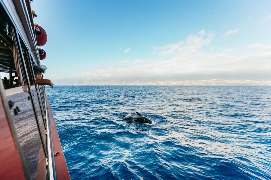 Adeje: Whale and Dolphin Watching Cruise with Lunch and Swim - Choose the coast you want to see