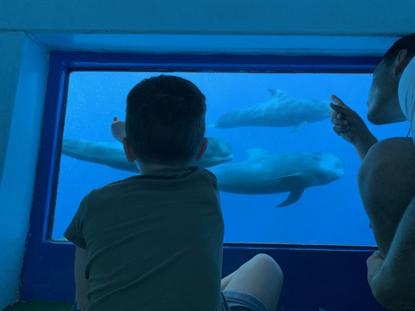 Adeje: Whale and Dolphin Watching Cruise with Lunch and Swim - A view below the waterline