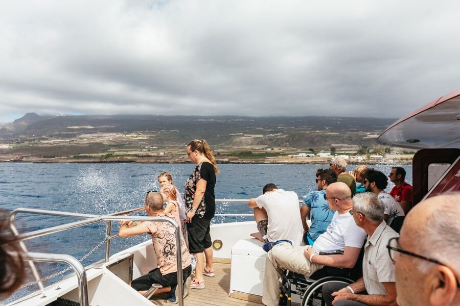 Adeje: Whale and Dolphin Watching Cruise with Lunch and Swim - Wildlife watching without turning it into a chase