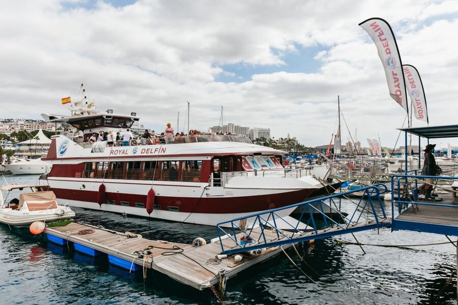 Adeje: Whale and Dolphin Watching Cruise with Lunch and Swim - Practical details that make the day easier