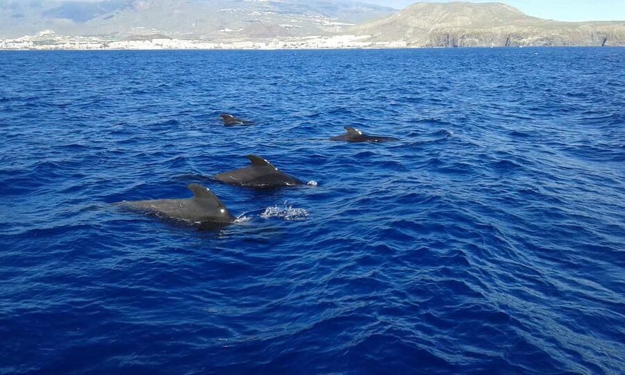 Adeje: Whale Watching Tour to Los Gigantes with lunch & swim - The cliffs of Los Gigantes from the water