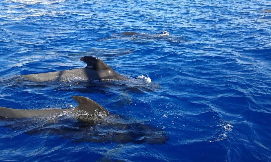 Adeje: Whale Watching Tour to Los Gigantes with lunch & swim - The return along Tenerife’s southwest coast