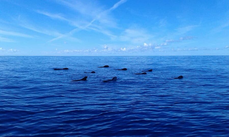 Adeje: Whale Watching Tour to Los Gigantes with lunch & swim - FAQ