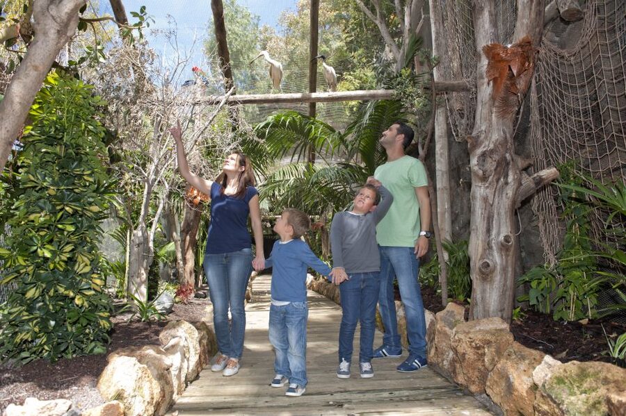 Arona: Entry Ticket to Tenerife's Jungle Park Zoo - Start with the birds, then build your route around the shows