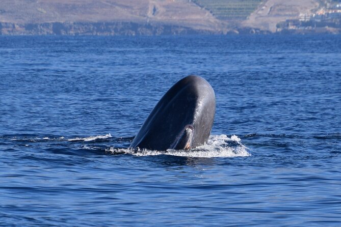 Bonadea II Ecological Whale Watching, 2 hours - A small boat sets the tone