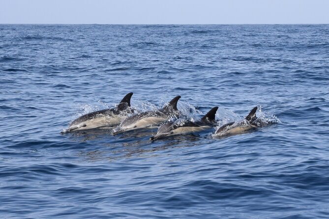 Bonadea II Ecological Whale Watching, 2 hours - The route starts at Costa Adeje