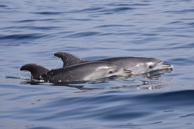 Bonadea II Ecological Whale Watching, 2 hours - What two hours feels like