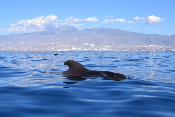 Bonadea II Ecological Whale Watching, 2 hours - Is $78.64 good value?