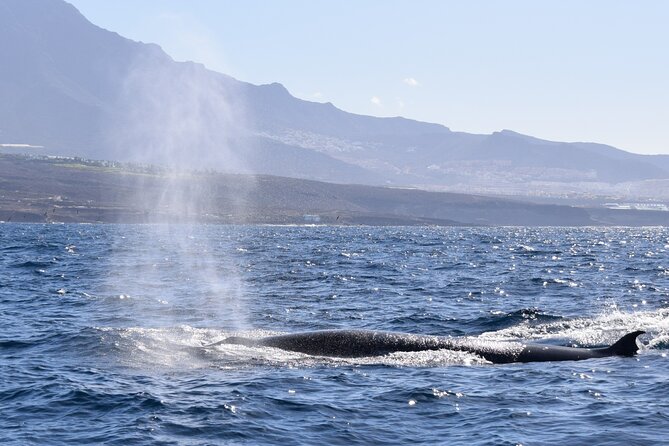 Bonadea II Ecological Whale Watching, 2 hours - Who will enjoy this trip most?