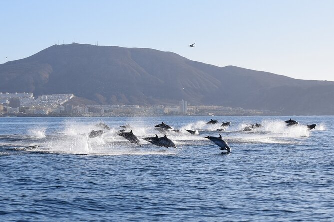 Bonadea II Ecological Whale Watching, 2 hours - Should you book Bonadea II?