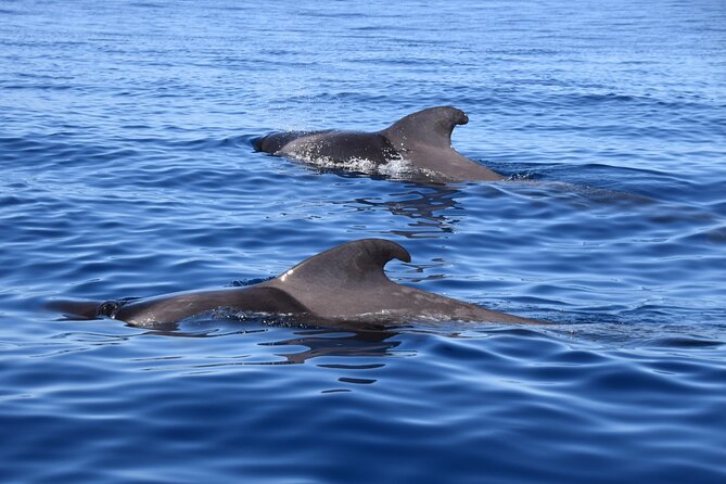 Bonadea II Ecological Whale Watching, 2 hours - Pilot whales, dolphins, and the chance of a turtle