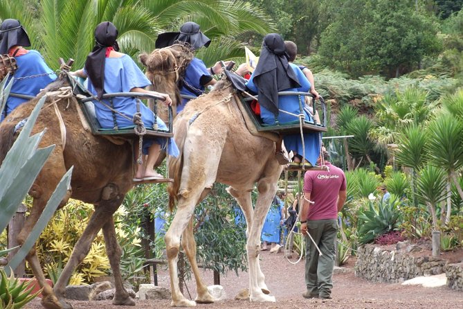 Camel Riding Tour at El Tanque, Tenerife - A quick ride into El Tanque’s farm country