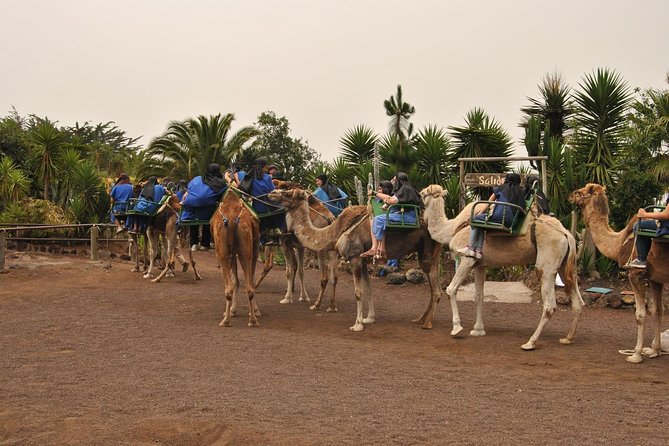 Camel Riding Tour at El Tanque, Tenerife - What the camel ride feels like
