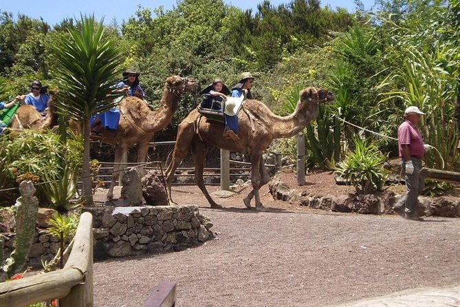 Camel Riding Tour at El Tanque, Tenerife - Price, timing, and practical details