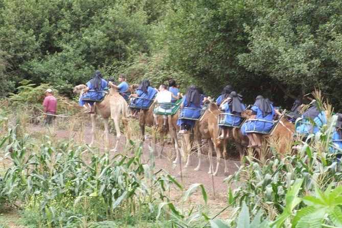 Camel Riding Tour at El Tanque, Tenerife - FAQ