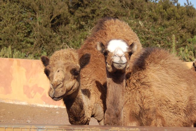 Camel Riding Tour at El Tanque, Tenerife - How long to allow, and what you get