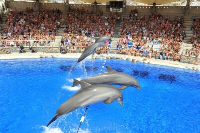 Aqualand Water Park Ticket with Dolphin Show