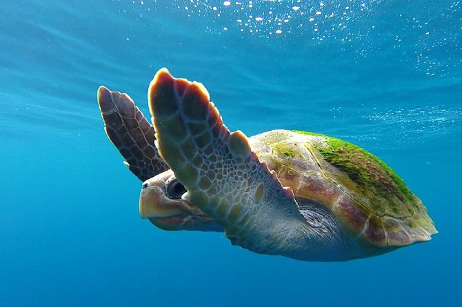 Costa Adeje | Cetacean sighting in Tenerife South - A biologist turns sightings into a lesson