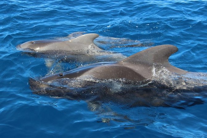Costa Adeje | Cetacean sighting in Tenerife South - Who will enjoy this trip most