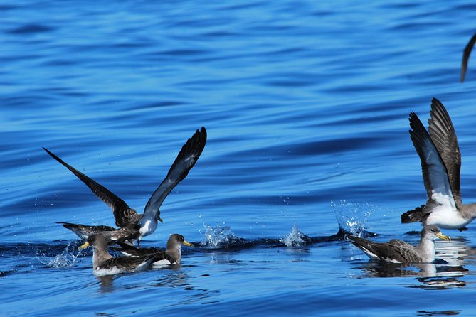 Costa Adeje | Cetacean sighting in Tenerife South - Should you book the Costa Adeje cetacean tour?