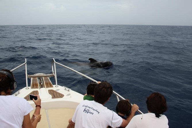 Costa Adeje | Cetacean sighting in Tenerife South - Watching without turning it into a chase