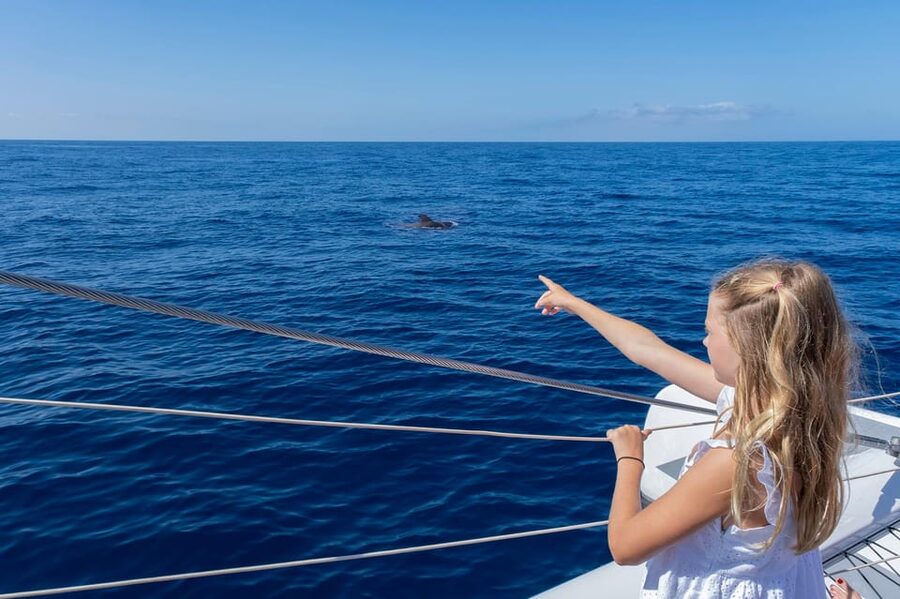 Costa Adeje: Masca and Los Gigantes Whale Watching Cruise - Is $71 good value for a half-day at sea?