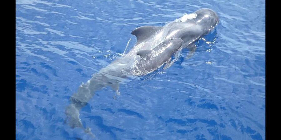 Costa Adeje: Whale and Dolphin Cruise with Food and Pickup - Looking for whales and dolphins off Tenerife