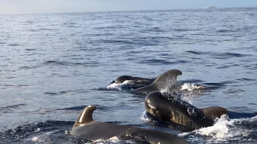 Costa Adeje: Whale and Dolphin Cruise with Food and Pickup - Taking in the south coast and Teide