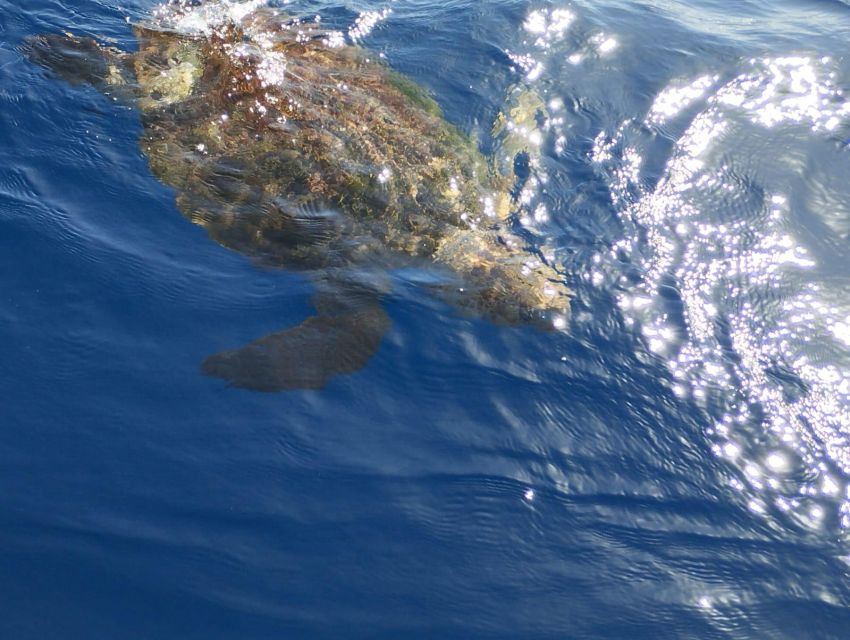 Costa Adeje: Whale and Dolphin-Watching Boat Excursion - Rough seas, timing, and language