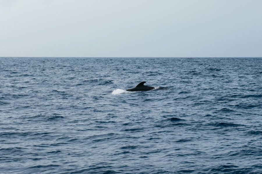 Costa Adeje: Whale & Dolphin Eco-Cruise with Snacks & Drinks - Comfort, crew care and choppy water