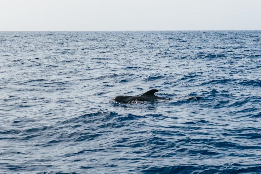 Costa Adeje: Whale & Dolphin Eco-Cruise with Snacks & Drinks - Is the $52 fare good value?