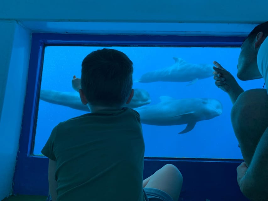 Costa Adeje: Whale & Dolphin Submarine Vision Mini Cruise - Watching from the deck