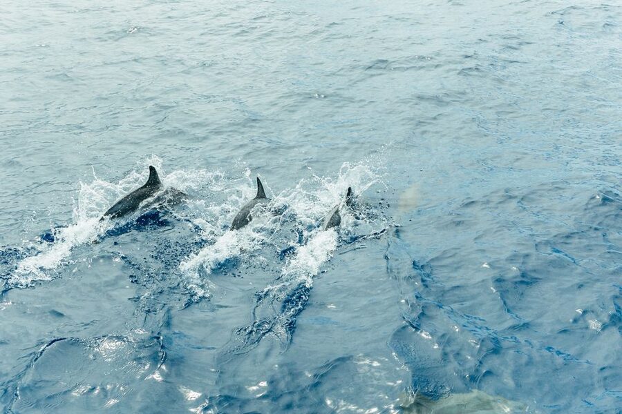 Costa Adeje: Whale & Dolphin Submarine Vision Mini Cruise - The crew and the commentary