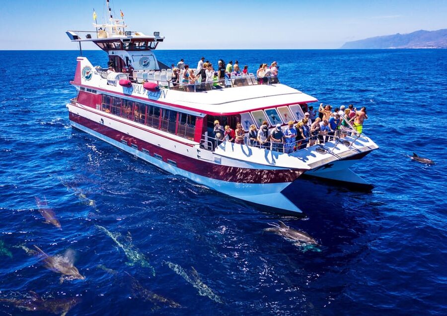 Costa Adeje: Whale & Dolphin Submarine Vision Mini Cruise - The underwater windows: a useful extra, not the whole show